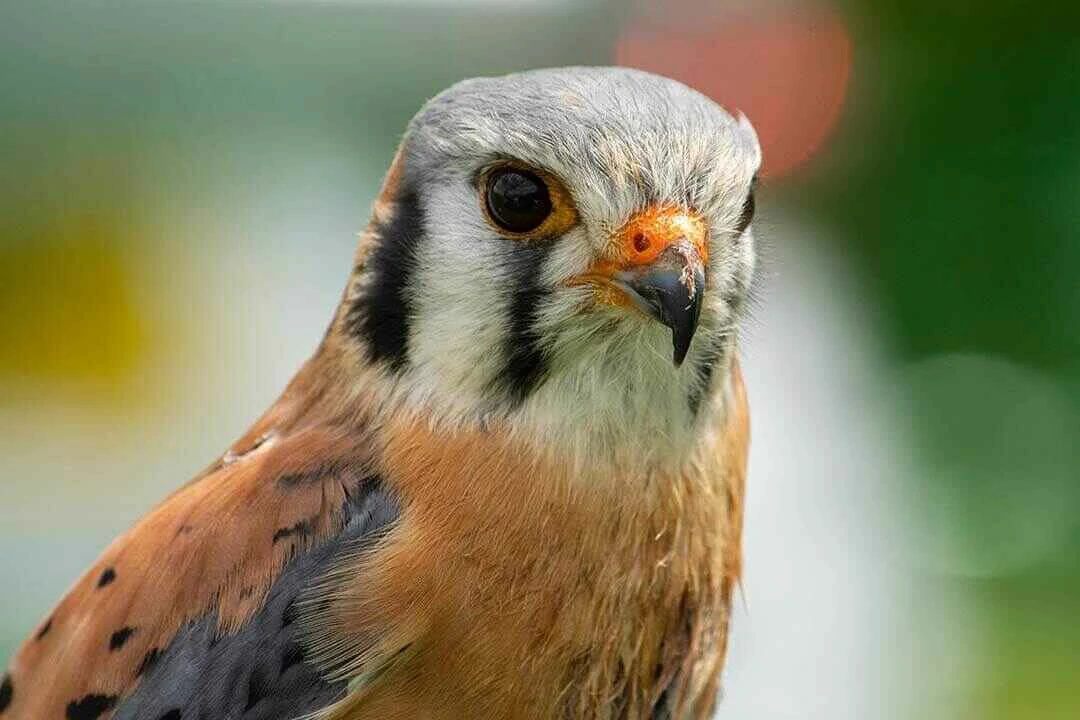 Lesser Kestrel